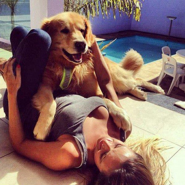 собака золотистый ретривер