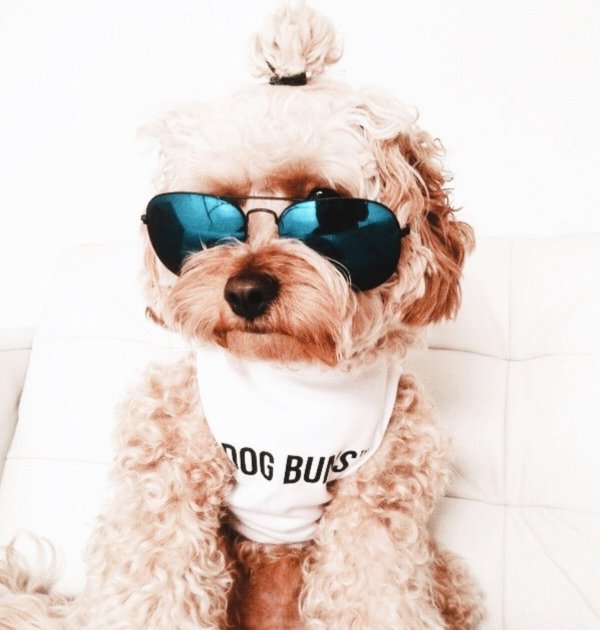 модная собачка