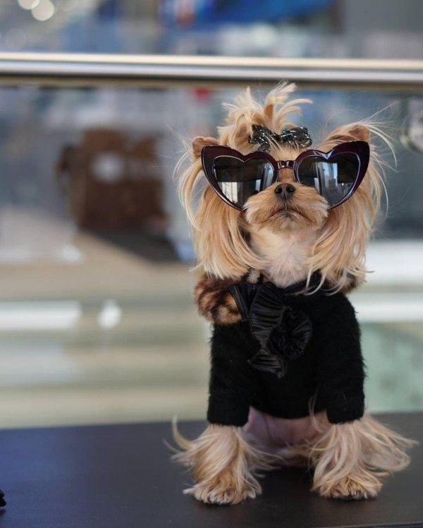 гламурные собачки