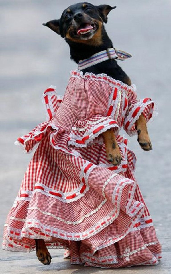 собачья мода