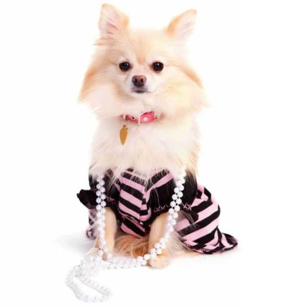 одежда для животных