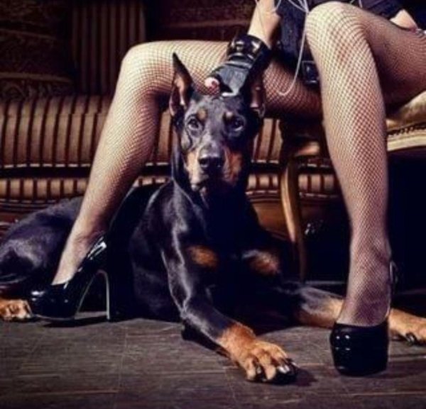 фотосессии с доберманом