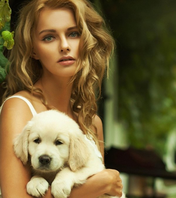 щенки золотистого ретривера