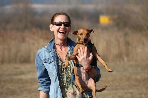 карликовый пинчер