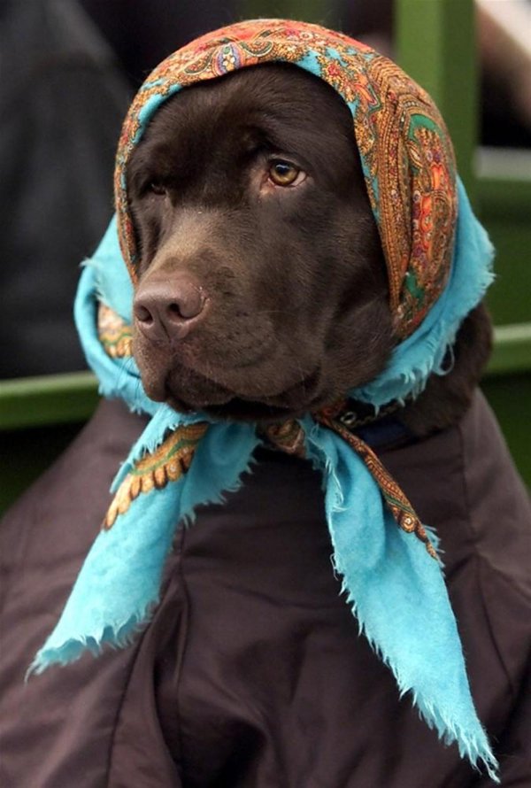 шоколадные лабрадоры