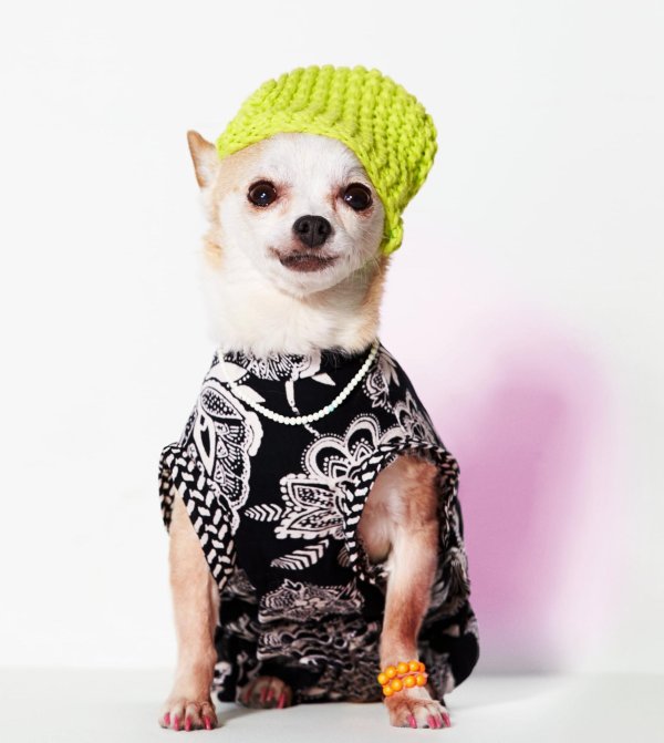 одежда для собаки