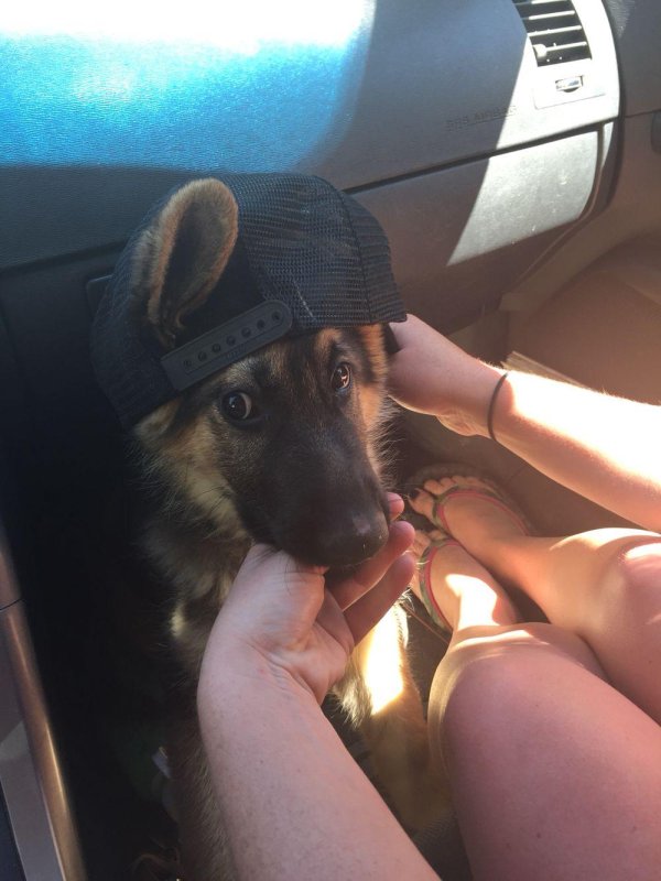 немецкая овчарка