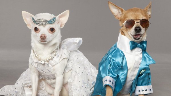 собачий показ мод чихуахуа