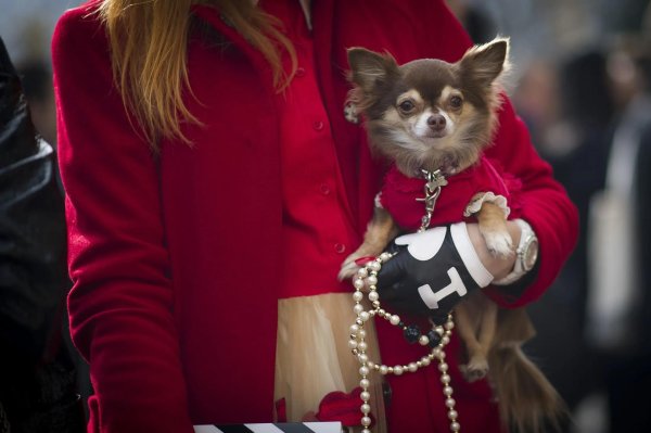 собачка в одежде