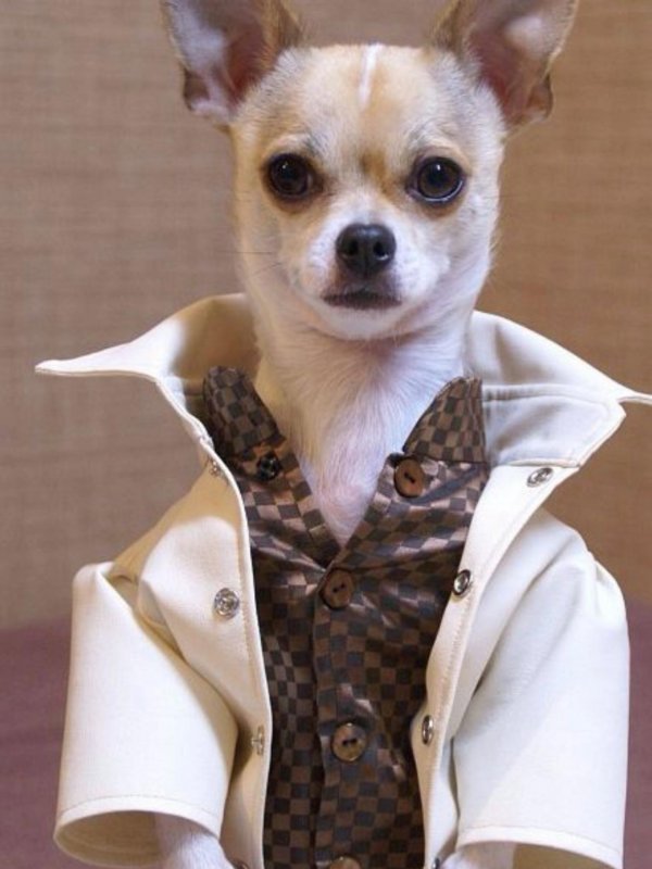 чихуахуа гуччи