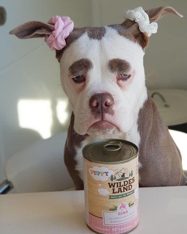 грустная собака