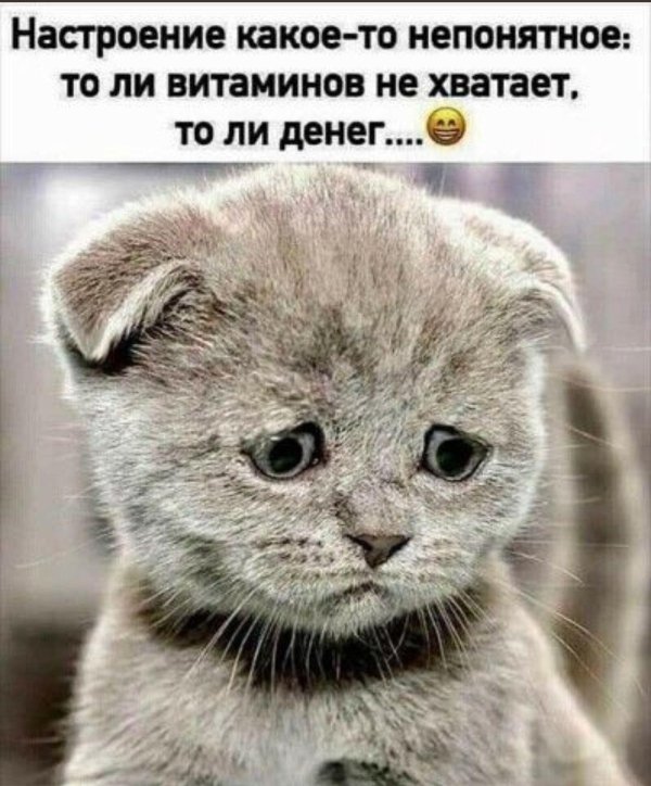 милые котенок