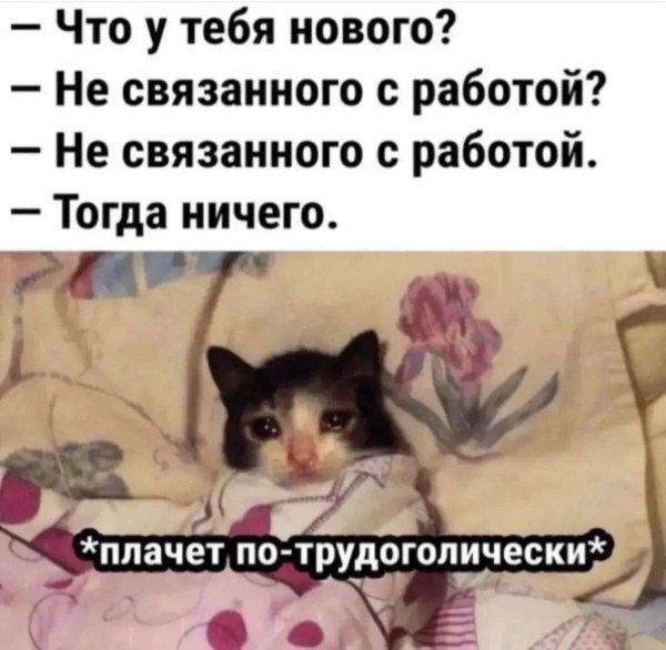 меме котики