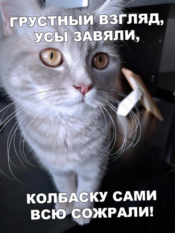 котики с надписями