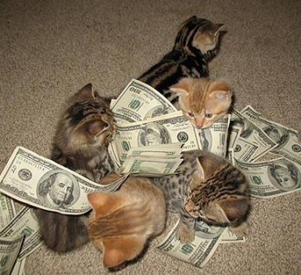 денежный котик