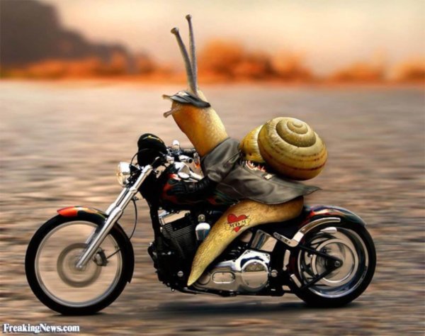 snail ride