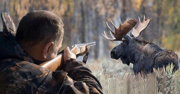 дикий лось