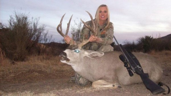 whitetail deer