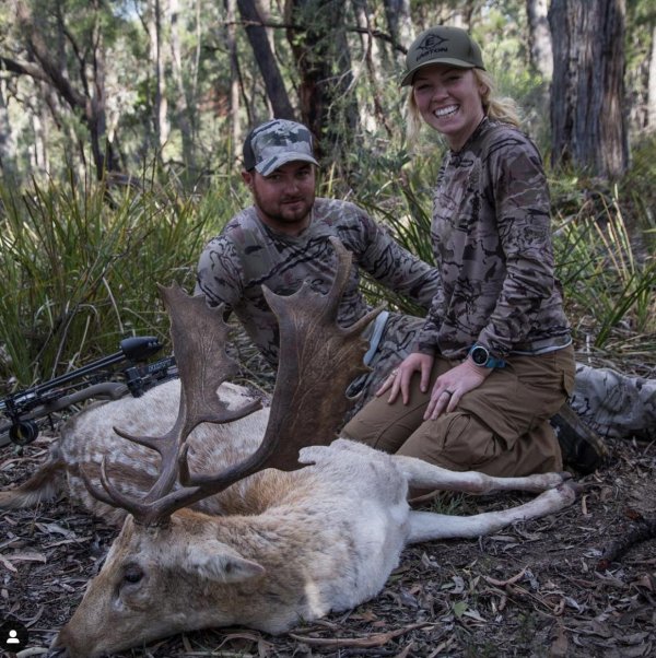 whitetail deer