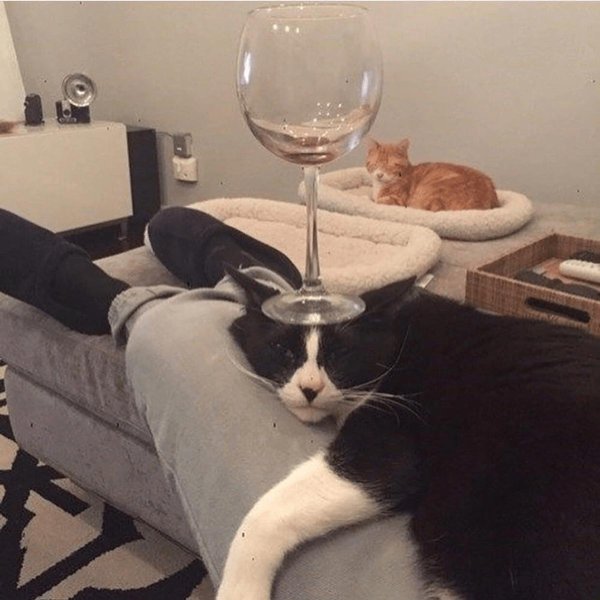 котик с вином