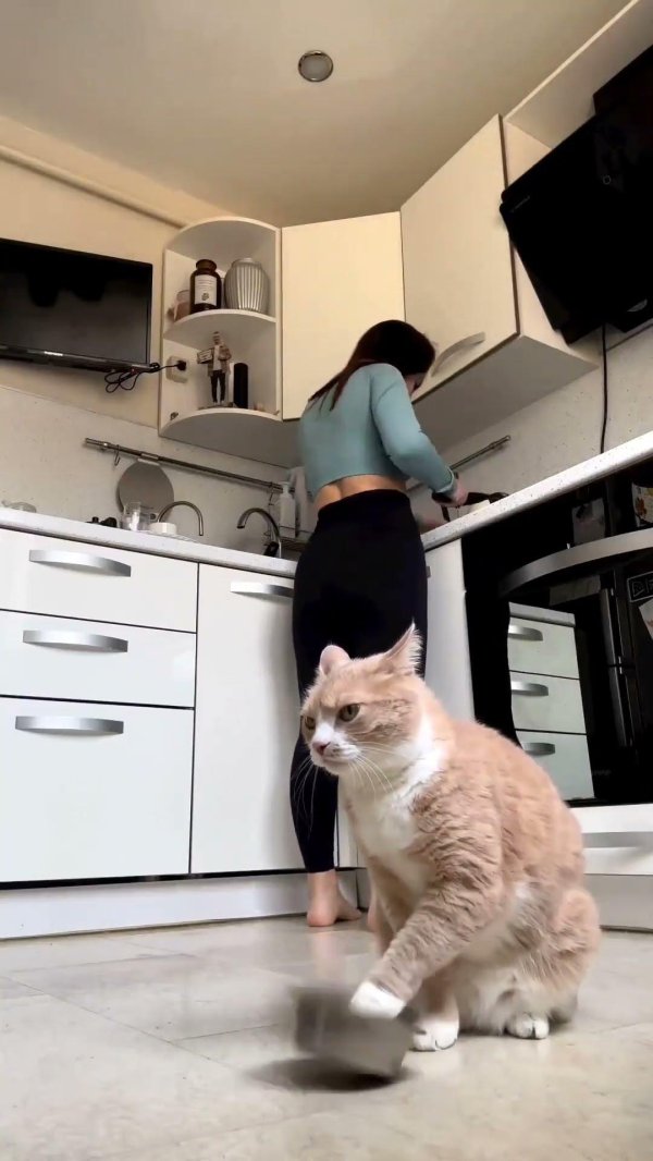 котики прикольная