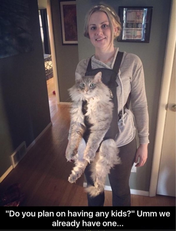 большие коты