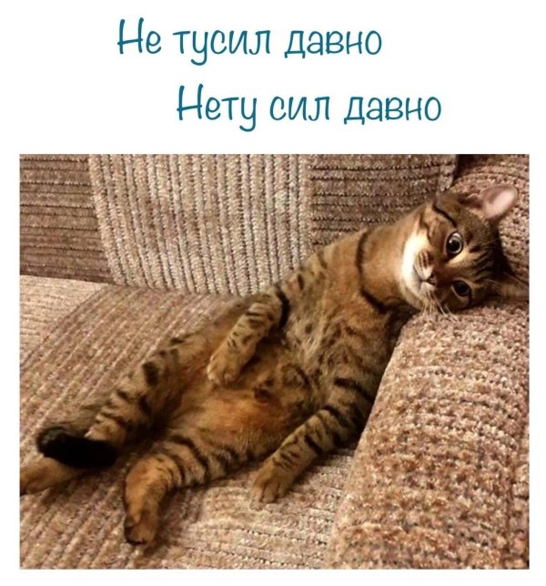 коты юмор