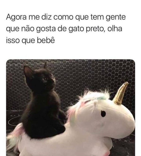 милые котики смешные