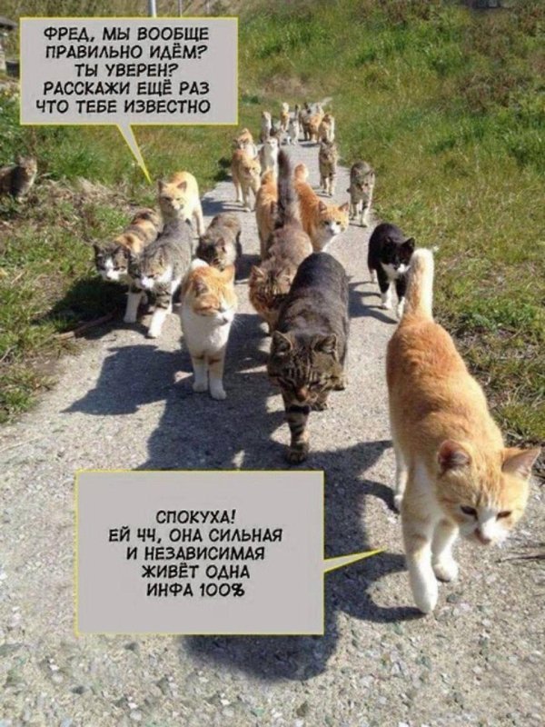 кошачий остров