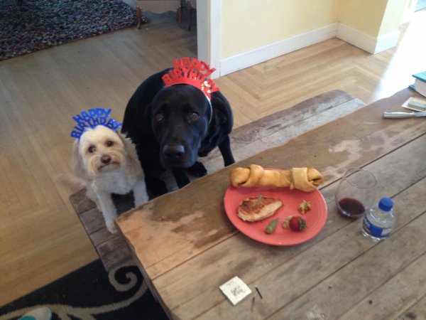 собака день рождения