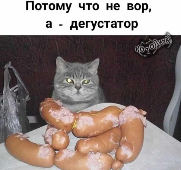 кот с сосисками