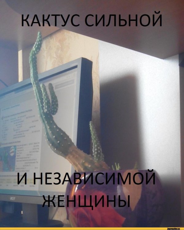 кактус кактус