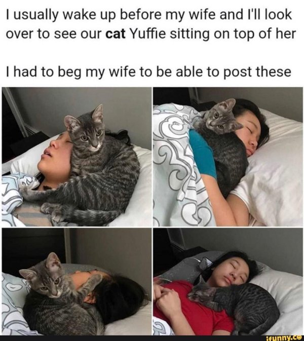 кошачий мем