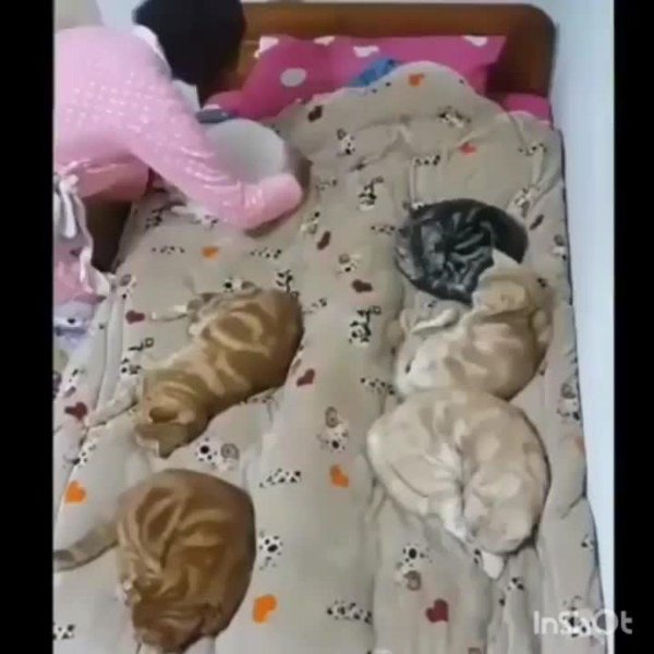 смешные фотографии животных