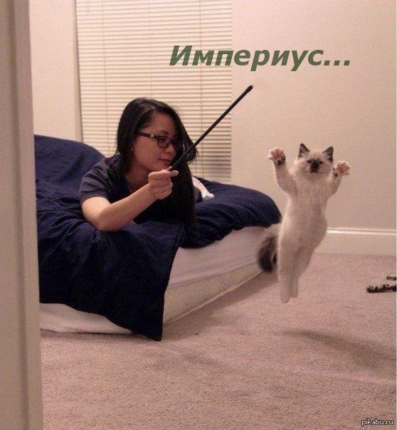 прикольное животное