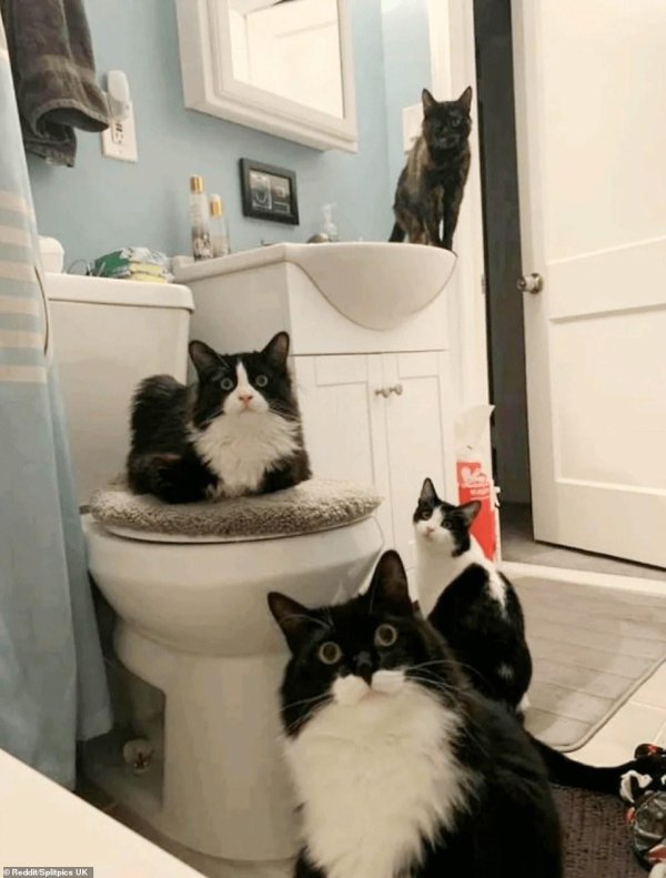 наглые коты