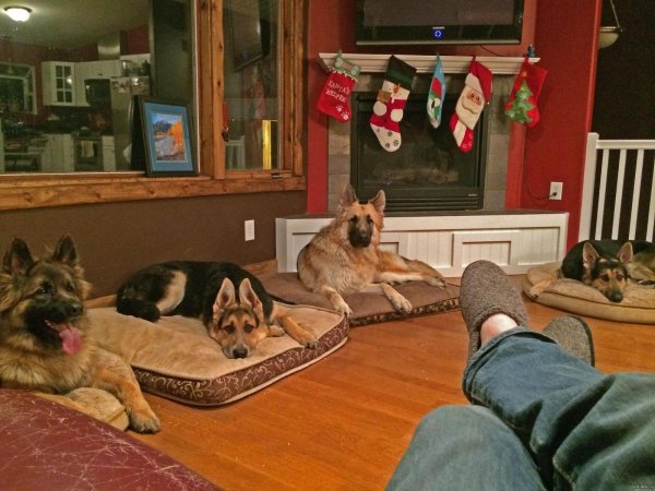 немецкая овчарка