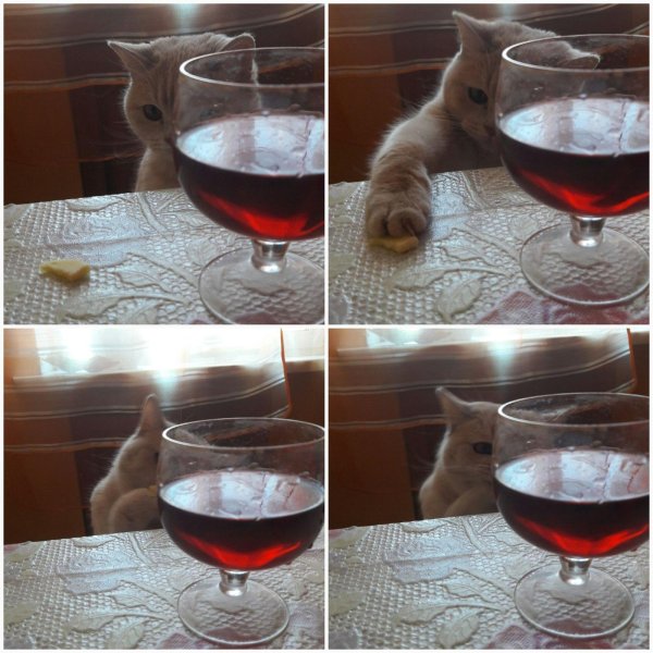 кот с бокалом
