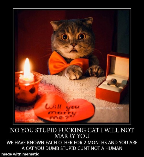 кошка смешная