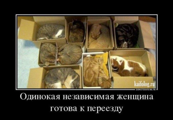 кошка в коробке