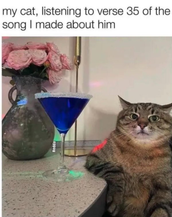 кошка с мартини