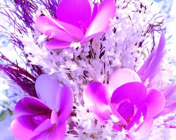 красивая цветок