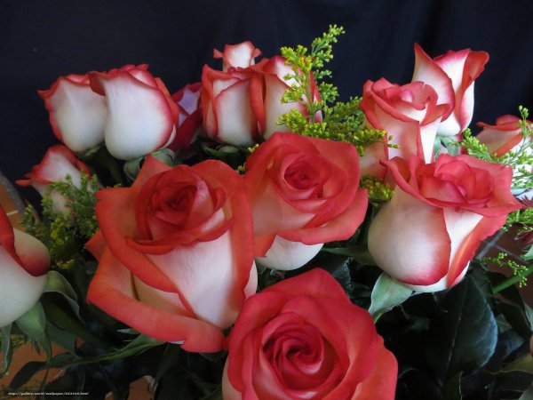 цветок роза