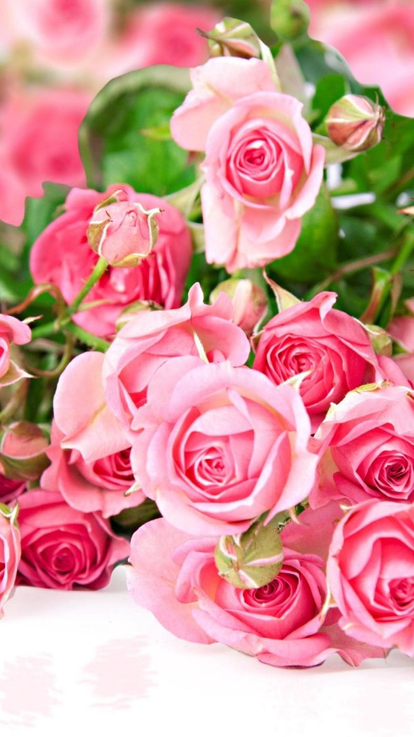 розовая роза