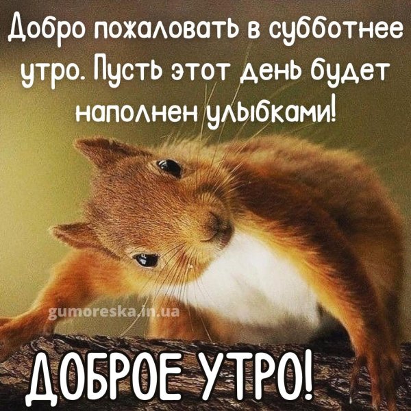 веселые животные