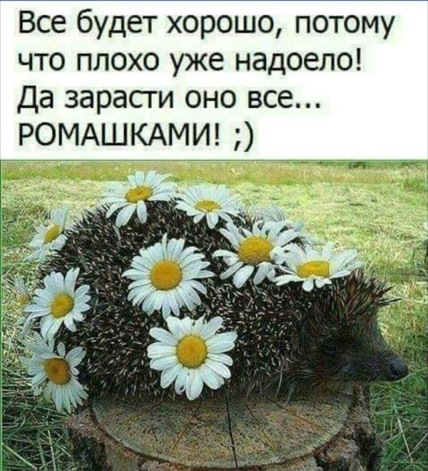 ромашка прикол