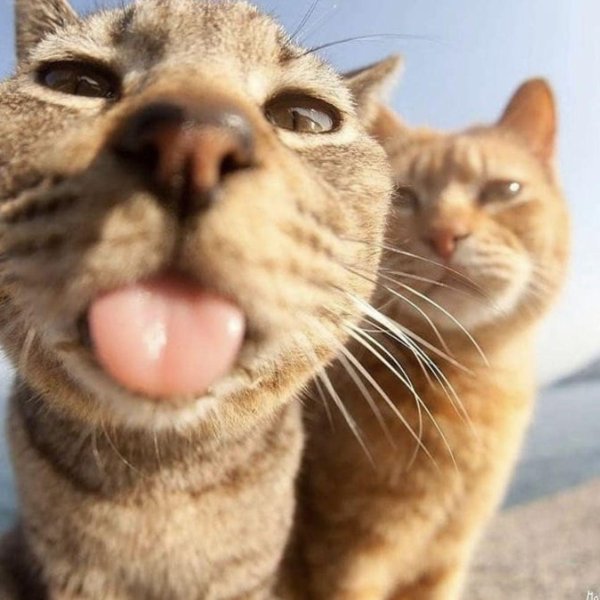 кот селфи