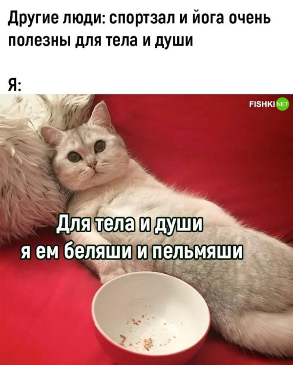коты юмор