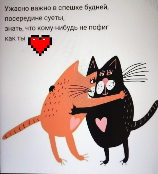 влюбленные коты