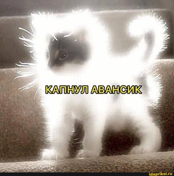 меме котики